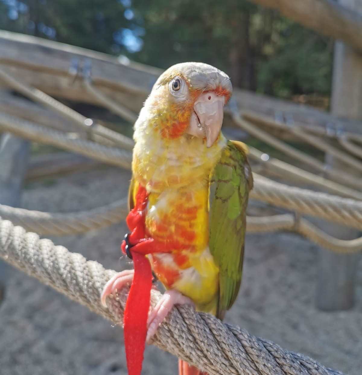 A Riverside Conure, a customer's conure